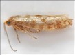 0409b (20.007)<br>Argyresthia cupressella